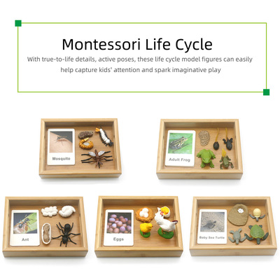 Montessori蒙氏英语教具三段卡幼儿玩具动物昆虫成长认知生命life