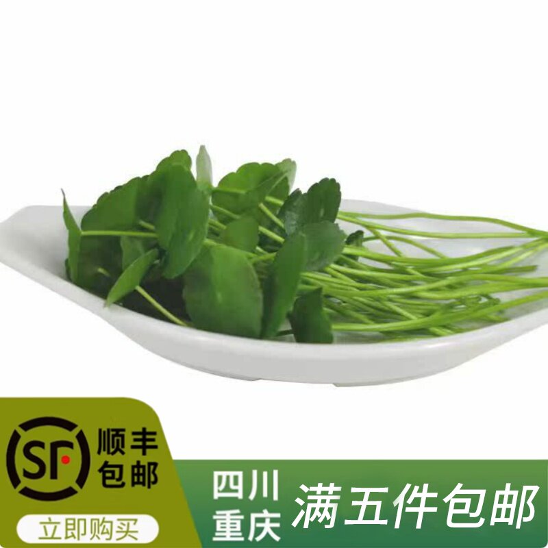 新鲜铜钱草旱金莲叶金钱草可食用酒店西餐摆盘装饰点缀草五件包邮