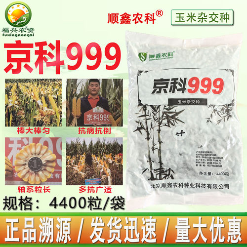 国审高产玉米种子直销批发玉米籽
