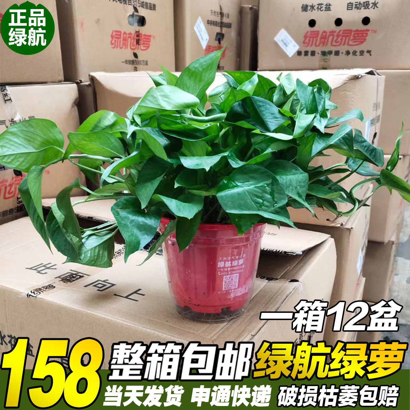 绿航绿萝长藤大叶净化空气盆栽