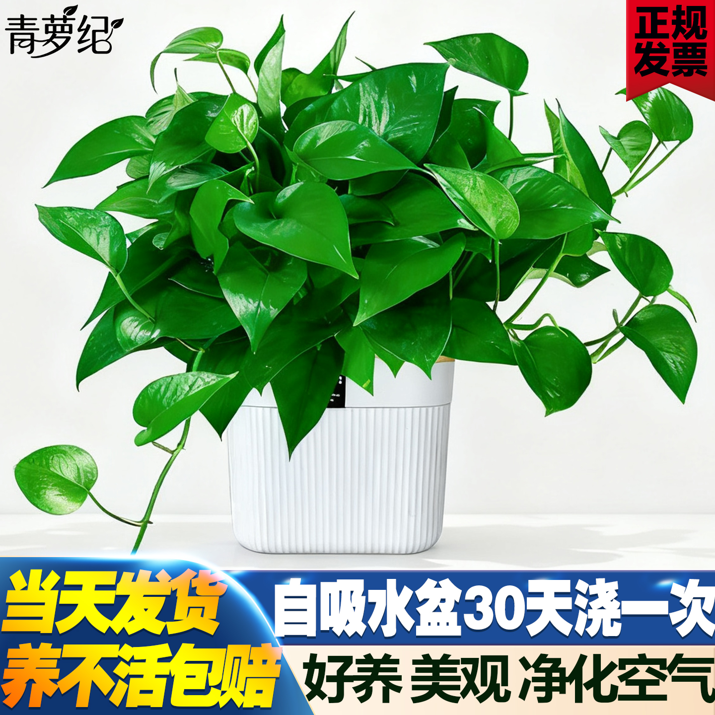 大叶长藤绿萝盆新房家用净化空气