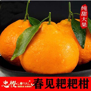 重庆耙耙柑新鲜水果春见当季现摘现发顺丰包邮（忠橙）