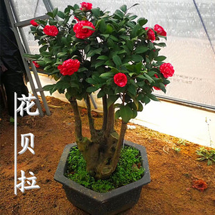 精品山茶花盆栽树苗 龙火珠 东方亮 赛玫瑰 火瀑布 带花苞发货