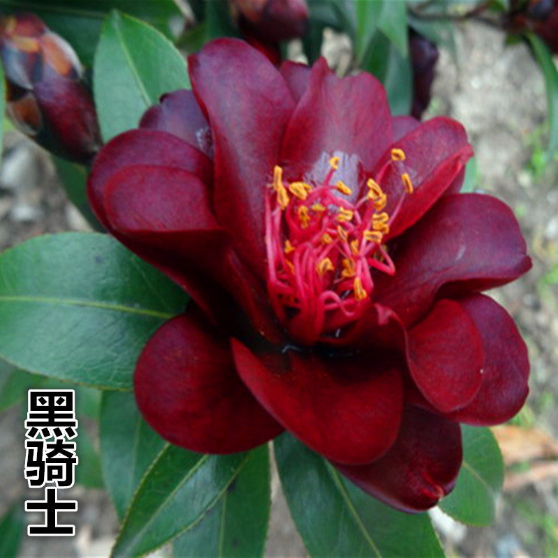 正宗黑骑士茶花 带花苞发货 名贵稀有品种山茶花精品嫁接树苗盆栽