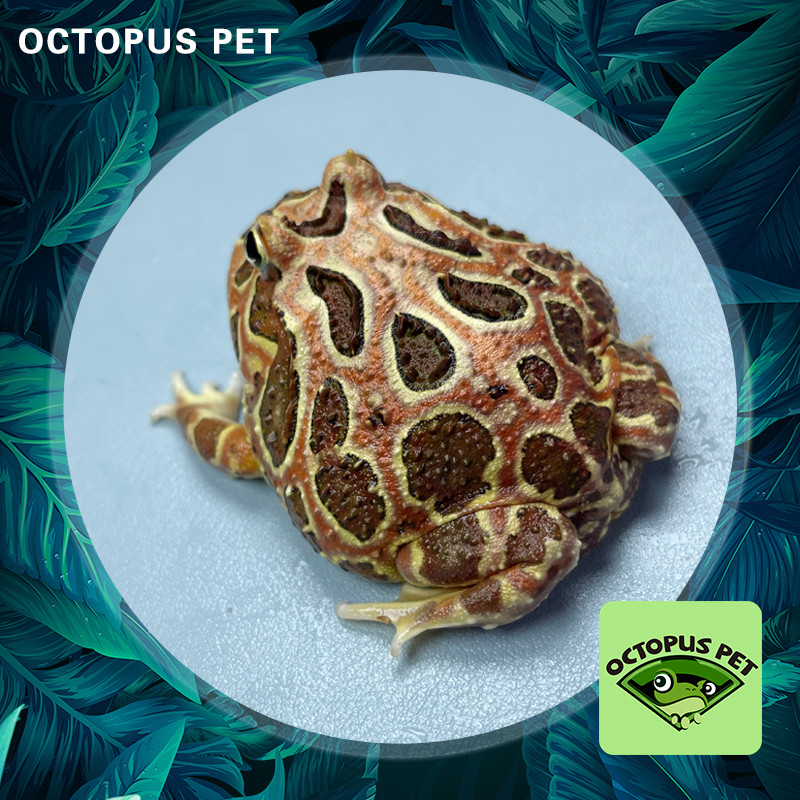 血丝原色角蛙原色角蛙包邮包活5-6cm宠物角蛙南美大角蛙