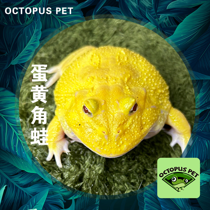 蛋黄角蛙8-9cm蛋黄角蛙大角蛙爬宠黄色角蛙中端南美角蛙桌面宠物