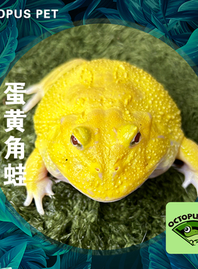 蛋黄角蛙8-9cm蛋黄角蛙大角蛙爬宠黄色角蛙中端南美角蛙桌面宠物