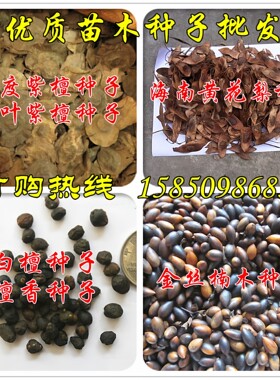 正宗四川金丝楠木种子小叶桢楠籽