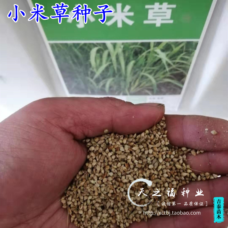 小米草种子草籽水稗草种子耐寒牧草矿山修复客土喷播护坡草坪种子