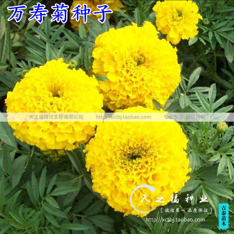 万寿菊种子臭芙蓉种子臭菊花种子蝎子菊蜂窝菊金菊花种子易活种籽