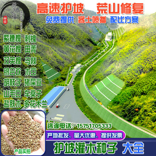 紫穗槐刺槐黄花槐合欢多花木兰马棘胡枝子盐肤木草籽护坡灌木种子