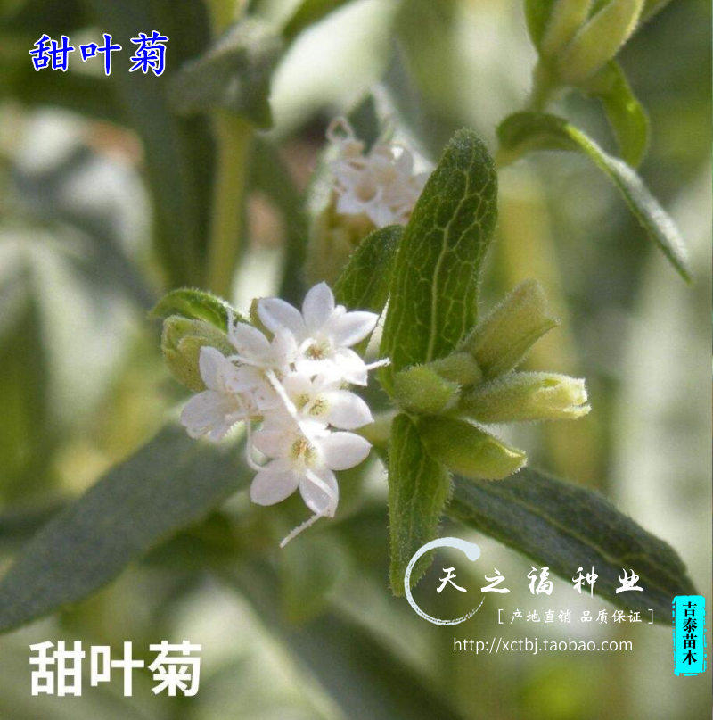 甜叶菊种子甜味菊种子香草种子菊花种子可泡茶菊花种子四季种种子