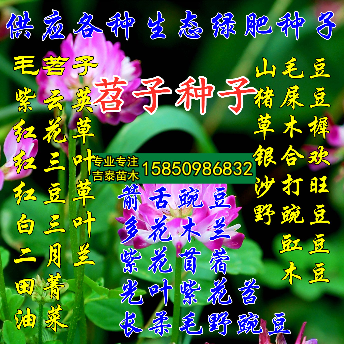 毛苕种子长柔毛野豌豆种子箭舌豌豆种子光叶毛叶兰花苕子毛苕子籽