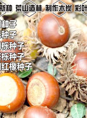 橡树种子青冈栎麻栎红橡娜塔栎籽