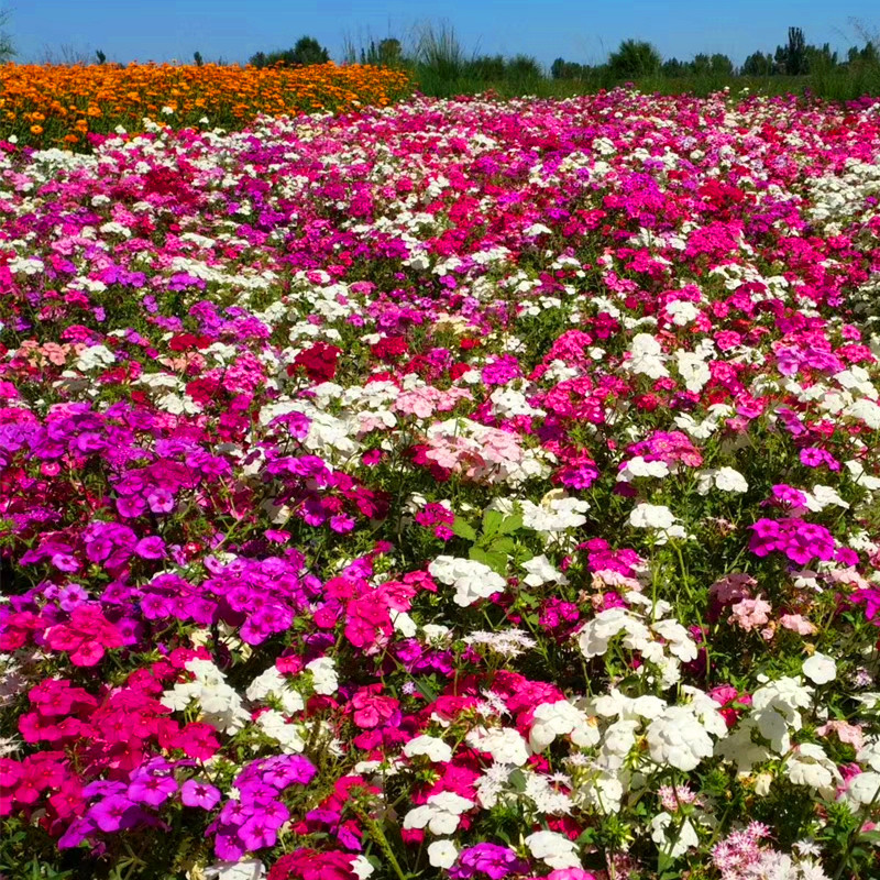 丛生福禄考花种子芝樱花五色梅花海种子阳台室内庭院四季开花种籽