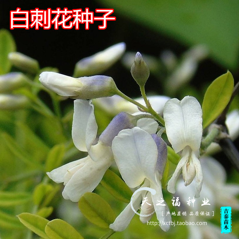 白刺花种子白刺种子狼牙刺种子苦刺花种子铁马胡烧马蹄针灌木种子