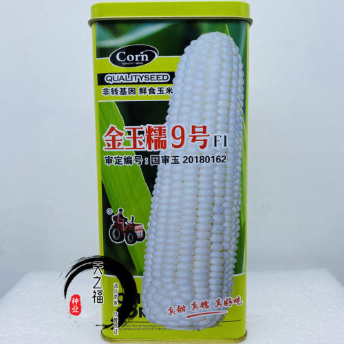 中研甜加糯928糯玉米种子抗病早熟糯甜白玉米种籽甜糯粘玉米种籽