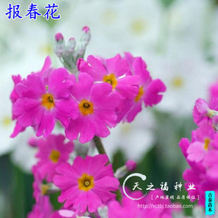 报春花种子小种樱草种子欧洲报春种子德国西洋四季樱草报春花种子