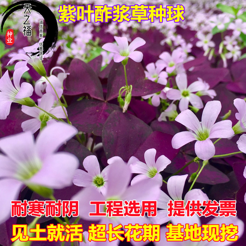 红花酢浆草种球紫叶草紫蝴蝶白花三叶草种子幸运草紫叶炸酱草种苗