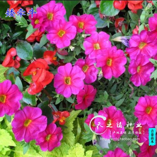 矮牵牛种子重瓣多色喇叭花