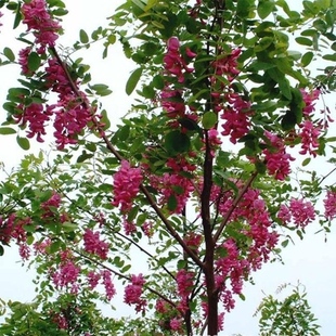 护坡树种子  白花刺槐种子 红花刺槐种子 紫穗槐种子 黄花槐树种