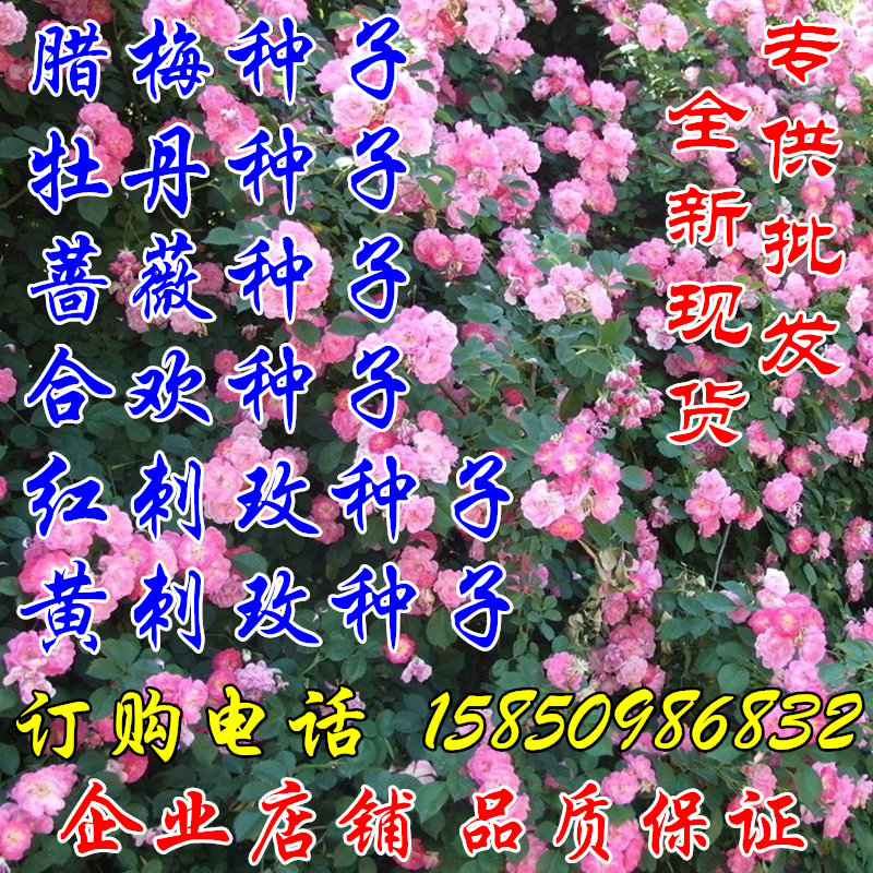 素心腊梅红梅花混色牡丹花红刺玫黄刺玫金银合欢藤本月季蔷薇种子