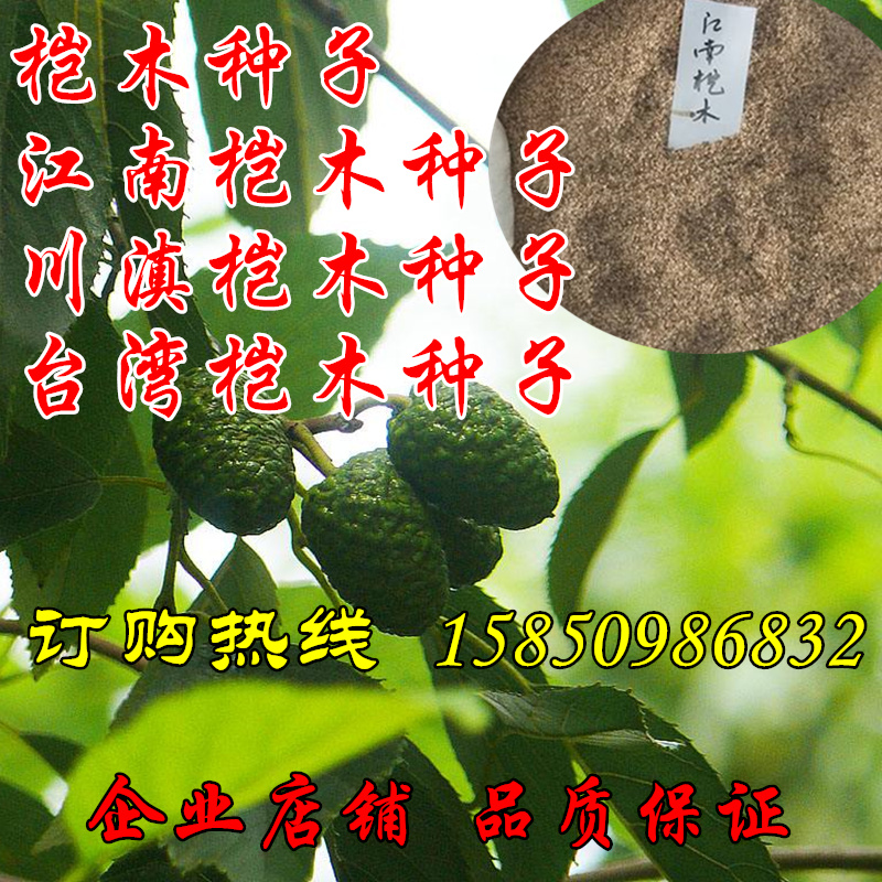 正宗江南桤木种子，量大批发，价格另议，品种纯正，质量可靠