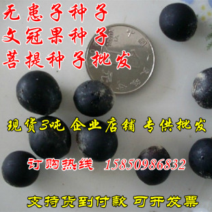 文冠果种子无患子种子黄金树种子洗手树种子木患子种子菩提子种子