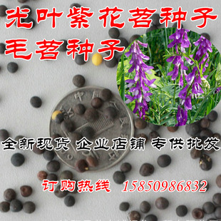 光叶紫花苕种子白三叶紫云英肥田萝卜箭舌豌豆毛苕子秋季绿肥种籽