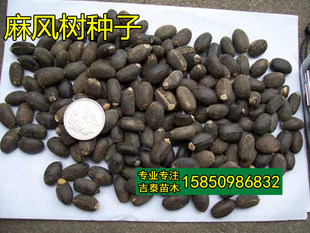 麻疯树种子苗木种子麻风树种子 桐油树种子能源树柴油树 林木种子