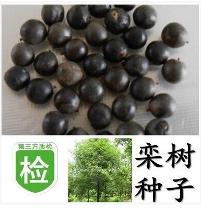 黄山北京栾树种子包邮