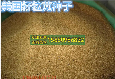 美国高产牧草种子