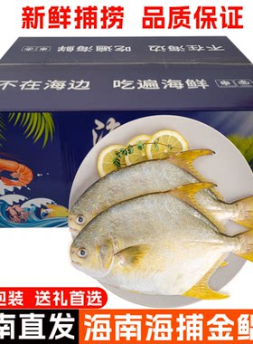 海南海捕金鲳鱼大鱼礼盒装