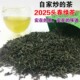 茶 2025春茶广东炒青绿茶 丰顺八乡山云雾茶叶 自家炒 散装 500g