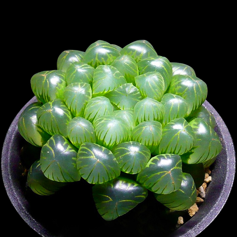玉露多肉植物含盆带土 价格 怎么样 图片 玉露多肉植物含盆带土 价格 怎么样 图片