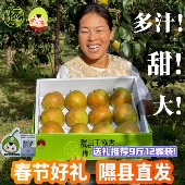 隰县玉露香梨子正宗山西小西天原产地直发新鲜应季 礼盒脆甜嫩水果