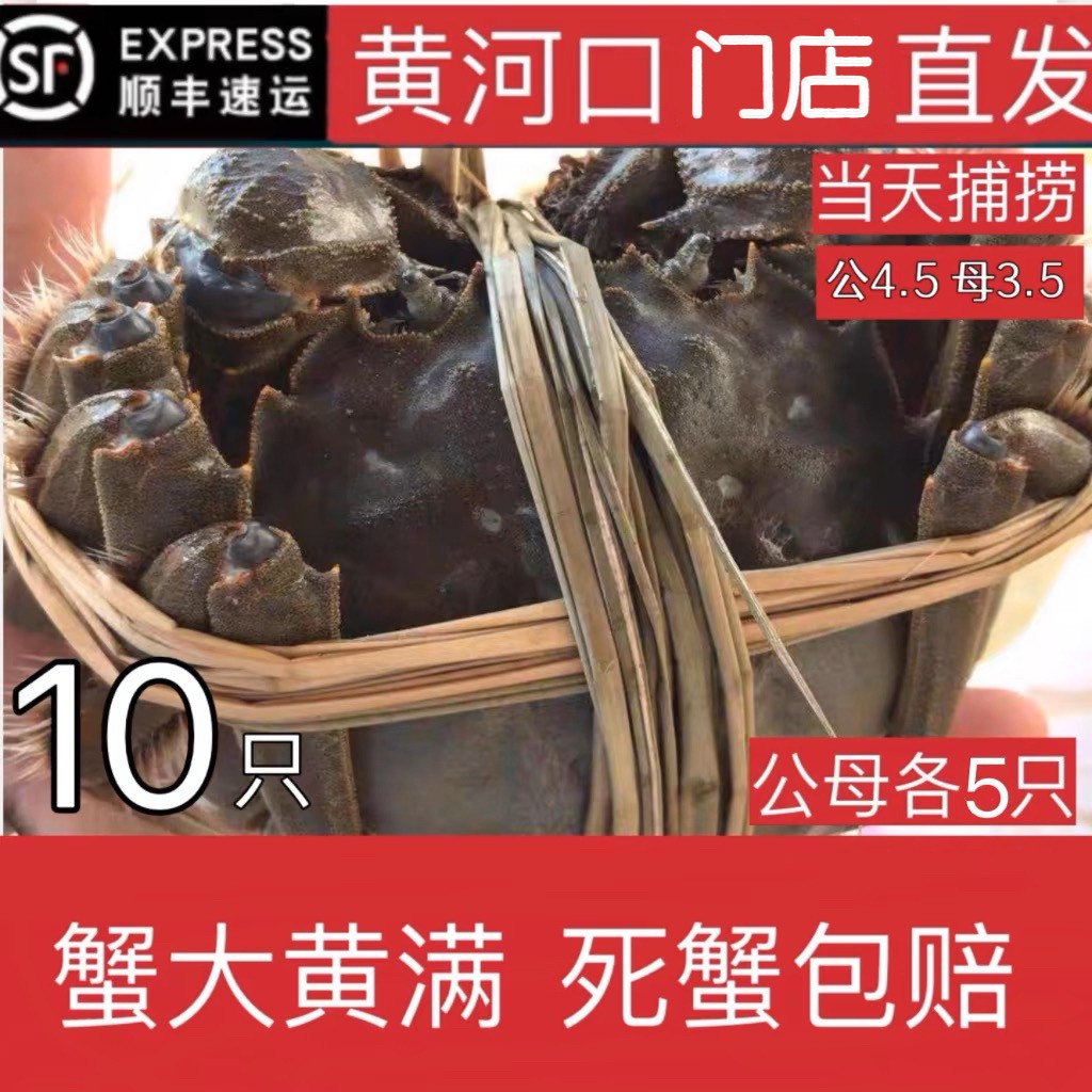 黄河口精品大闸蟹活蟹鲜活水产公4.5两 母3.5两10只礼盒装包鲜活