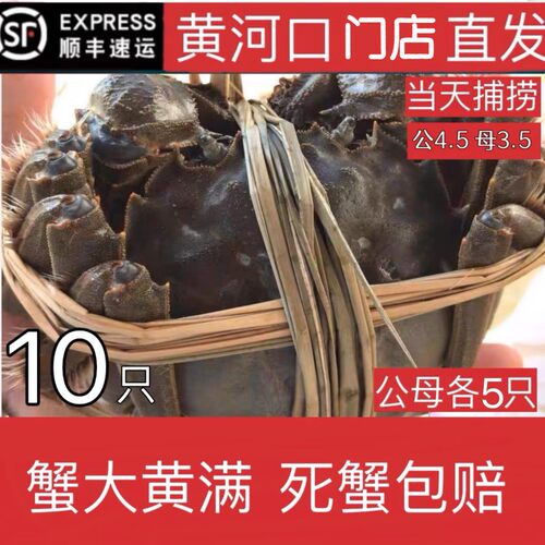 黄河口精品大闸蟹活蟹鲜活水产公4.5两 母3.5两10只礼盒装包鲜活