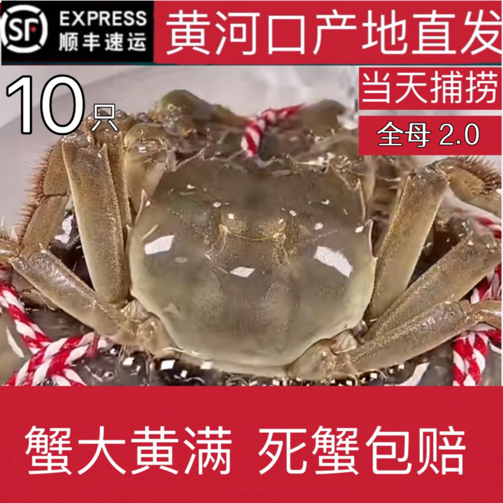 黄河口满黄大闸蟹鲜活水产全母2.0两10只礼盒装包鲜活