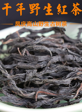 云南凤庆千年古树野生红茶