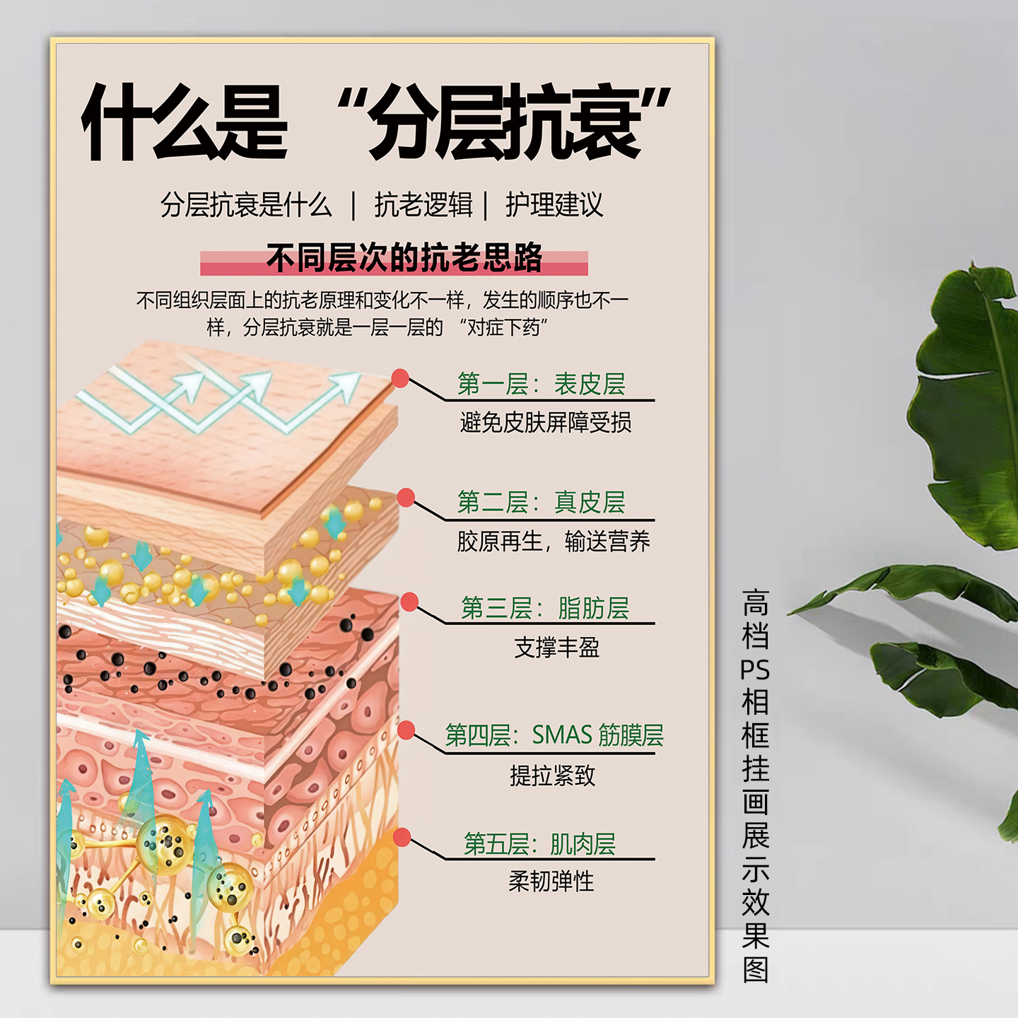 分层抗衰海报皮肤结构图祛皱挂画