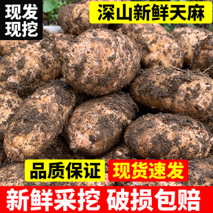 云南昭通有机新鲜乌天麻小草坝核心产区老山仿野生种植药材片现挖