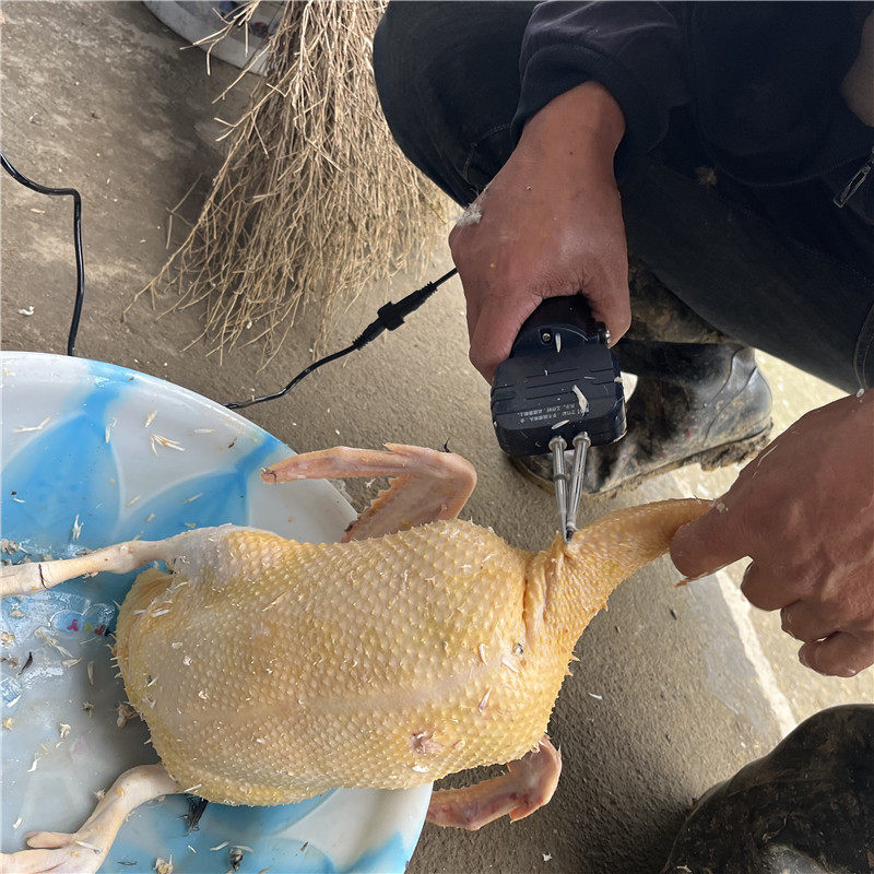 拔毛神器去杀鸭鹅家禽家商用鸡毛拨除去剃自动电动拔鸭毛机脱毛机