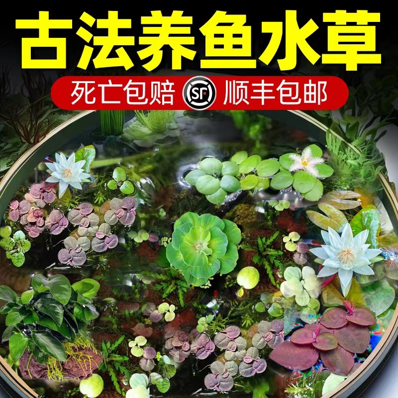 古法养鱼造景水草植物净化水质淡水鱼缸套餐绿九冠绿菊芙蓉浮萍