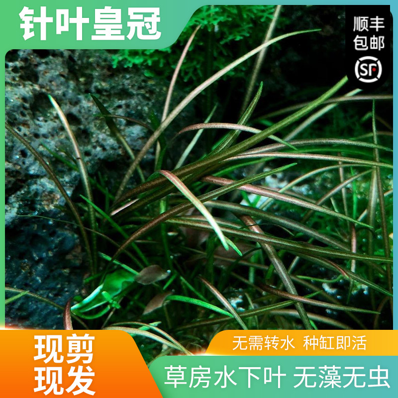 针叶皇冠鱼缸造景水草水下阴性淡水活体水培植物懒人增氧入门大庆