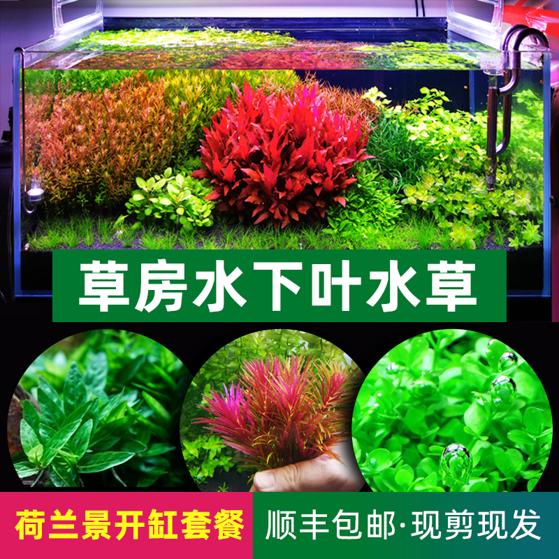中后景水草淘宝天猫优惠券大全 品牌精品汇聚 价格大全移动版 最宠网