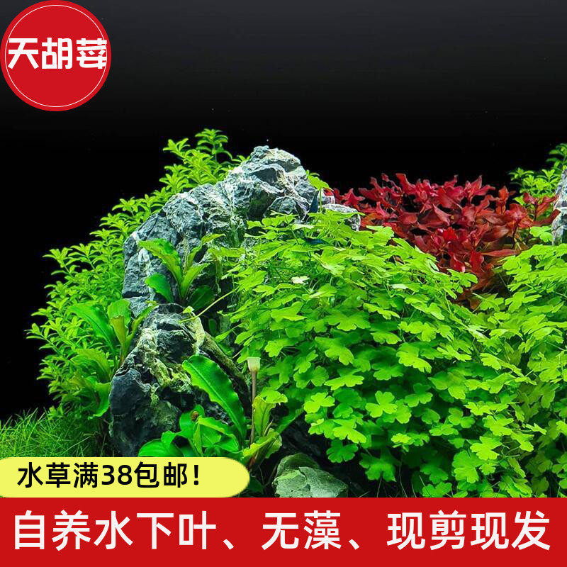 天胡湖荽鱼下叶荷兰景阴性淡水缸活体大庆水草造景水培植物套餐 大庆水草 淘优券