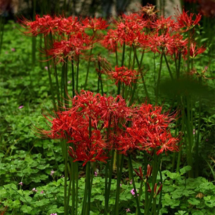 彼岸花种球曼珠沙华花种耐寒四季 花卉 可种红花石蒜花室内盆栽四季