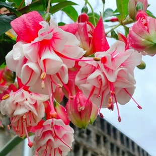 重瓣倒挂金钟花盆栽老桩灯笼花驱蚊虫室内外花苗老桩耐寒耐热花卉