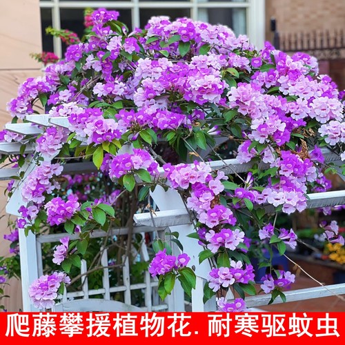 无刺蒜香藤花苗紫铃藤花驱蚊虫